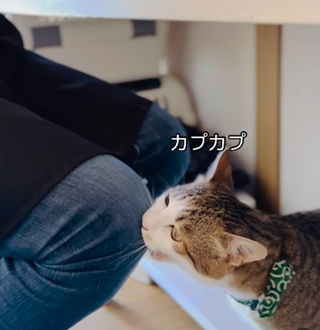 膝に噛みつく猫（画像内カプカプ）