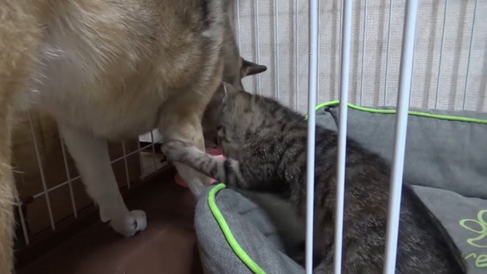 犬の前足を触る子猫