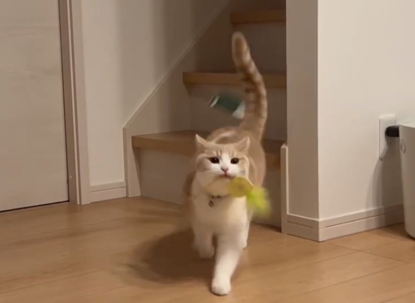 2階から降りてくる猫