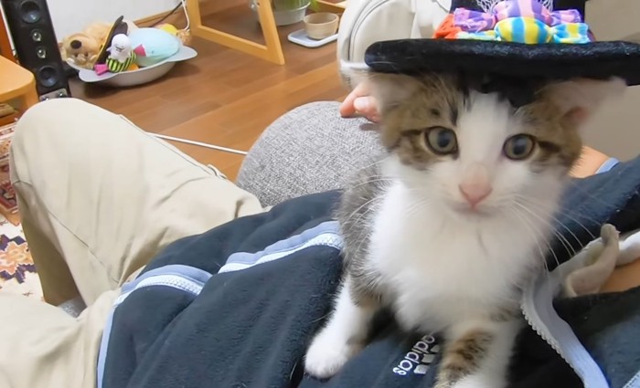 帽子を載せた子猫