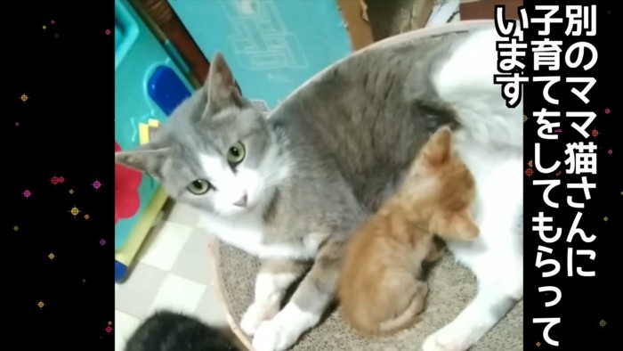 授乳する猫