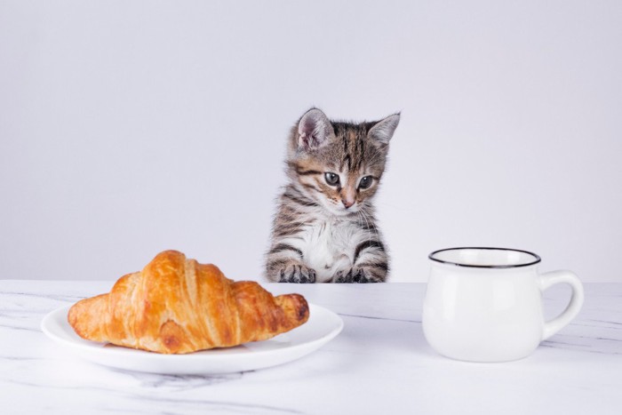 子猫とパン