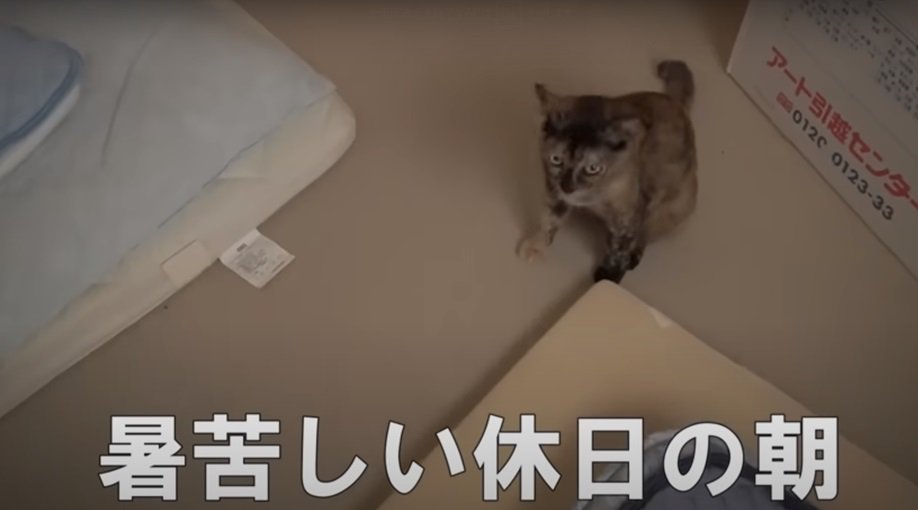 座る猫