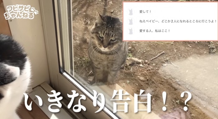 出会い頭に野良猫に告白