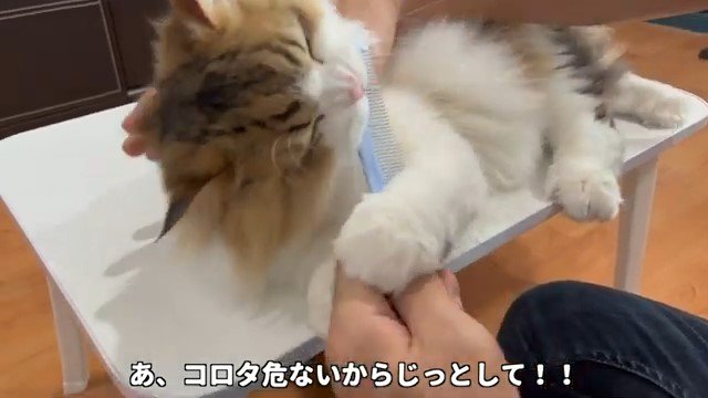 猫にブラッシングする人