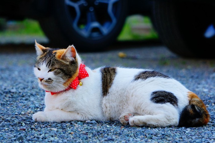 赤いリボンが付いた首輪を装着する猫