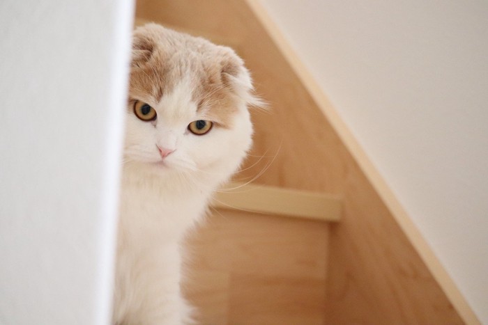 階段から覗く猫