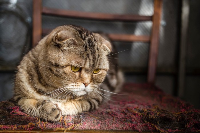 凹んだ様子の猫