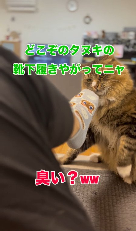 靴下の臭いを嗅がせる飼い主