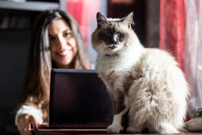 パソコン作業中の女性のデスクに座る猫