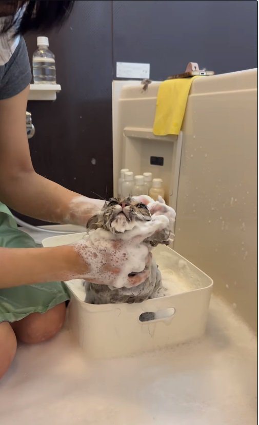 頭を洗われる猫