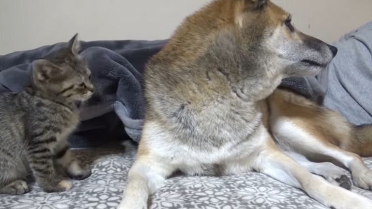 飼い主を見つめる柴犬