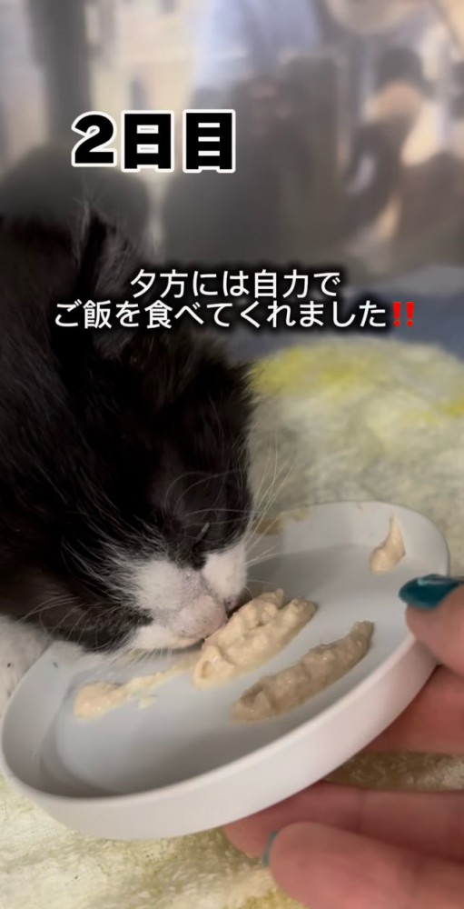 自力で食べれるようになった子猫