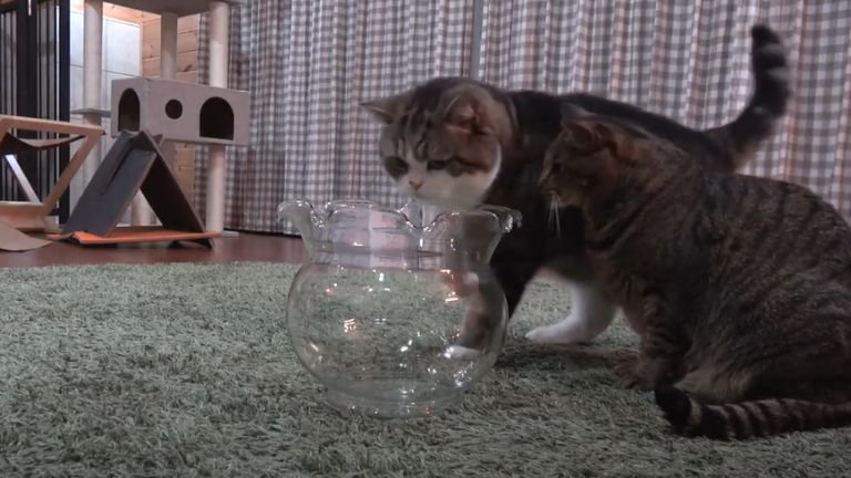 金魚鉢と2匹の猫