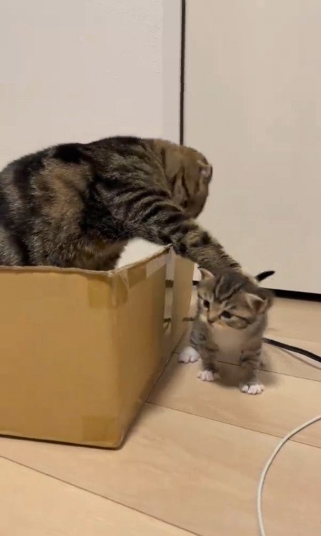 子猫に猫パンチする猫