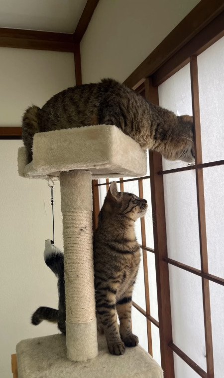 首を出す猫を下から見上げる猫