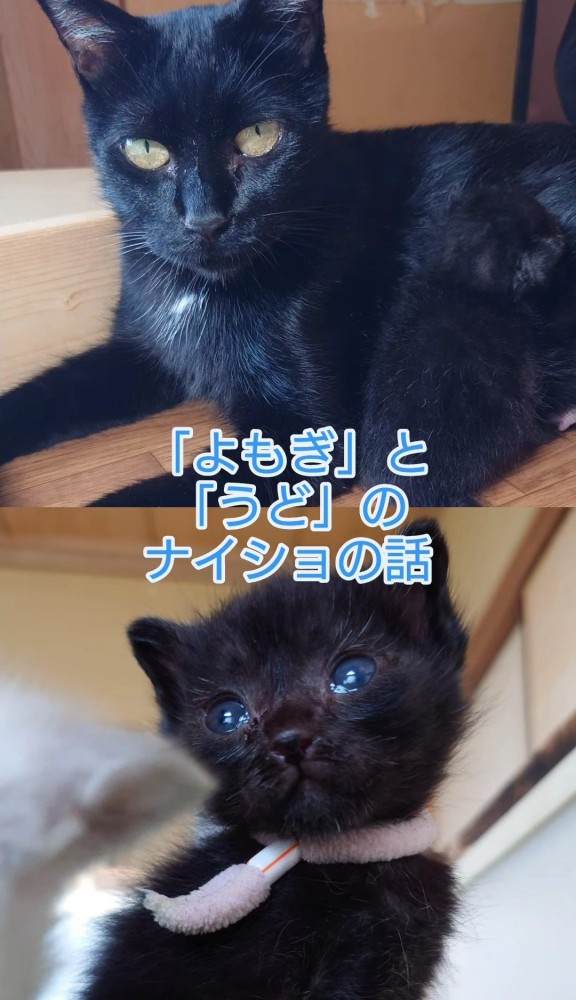 黒猫と子猫