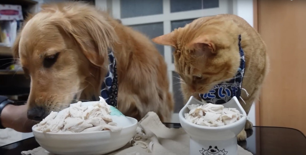 お皿に盛られたささみを食べる犬と猫