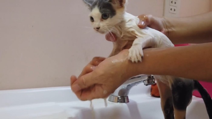 前足を洗われる子猫