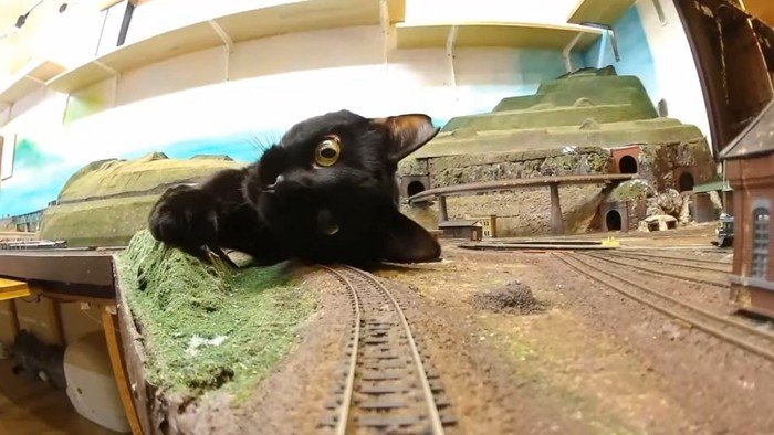 鉄道模型の線路の上で横たわる猫
