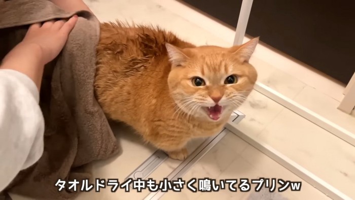 タオルで拭かれる猫