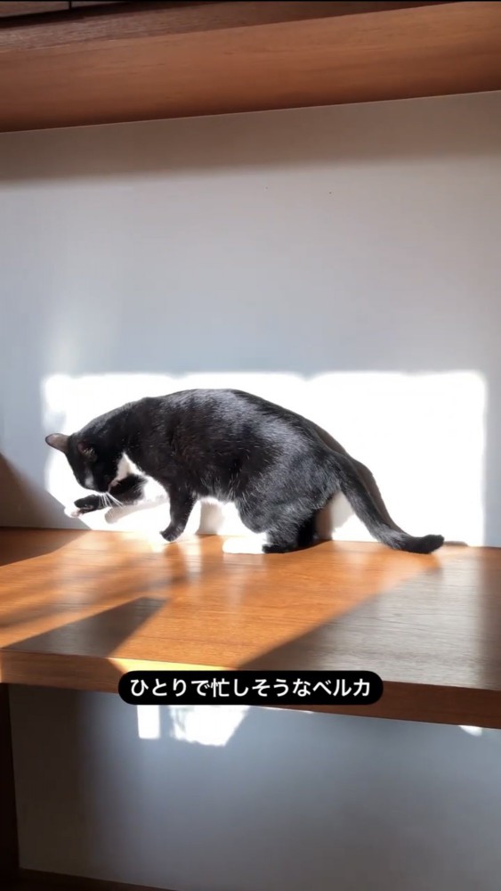 毛づくろいする黒猫