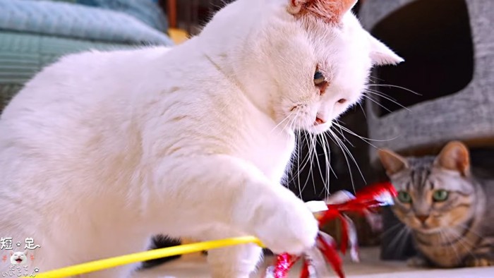 猫じゃらしで遊ぶ白猫