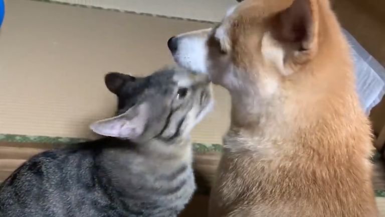 犬を毛繕いしている猫