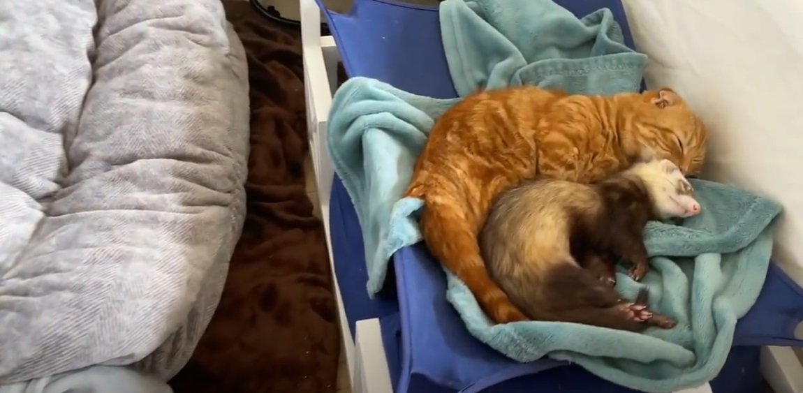 ベッドで眠る猫とフェレット