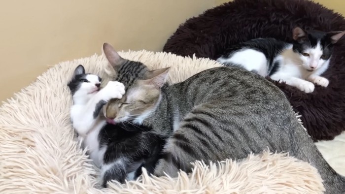 猫ベッドで寝る2匹の猫
