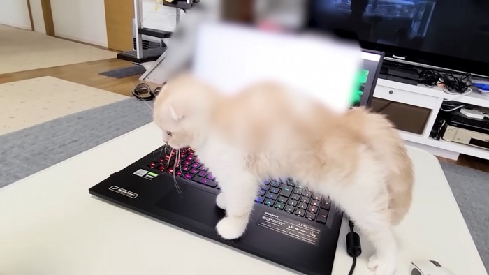 パソコンの上に立つ猫