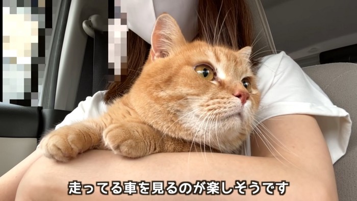 抱っこされて横を見る猫