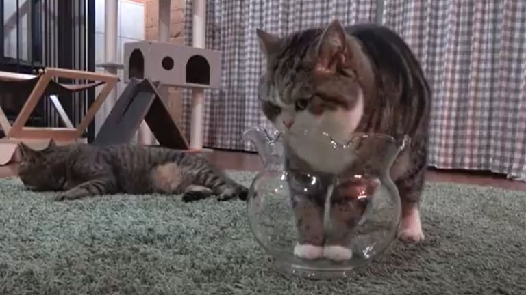 金魚鉢に入りかけている猫