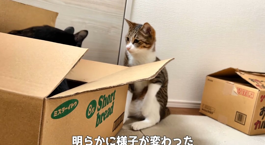 見つめ合う猫