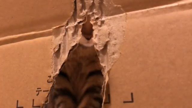 段ボールの穴から見えている猫の鼻