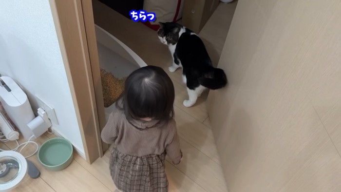 振り向く猫