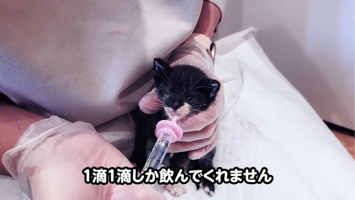 シリンジを口元に置かれる子猫