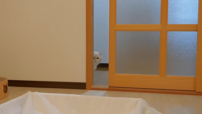 ドアの隙間から顔だけ覗く猫