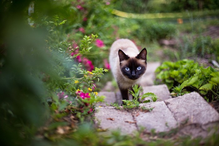 階段をのぼるシャム猫