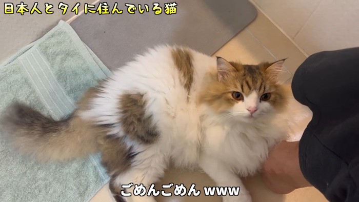 床の上で見上げる猫