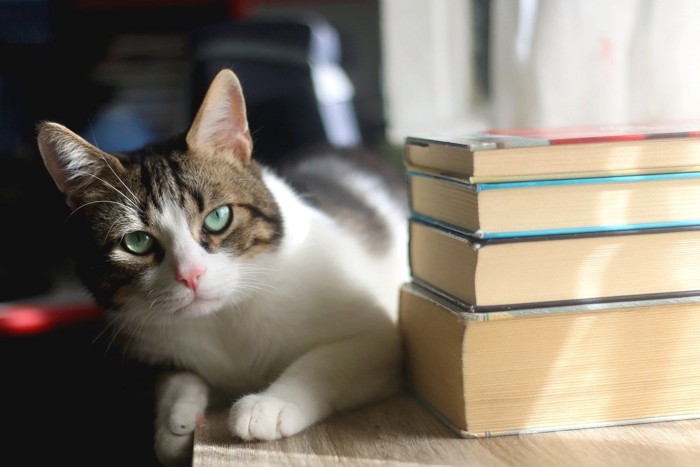 積み上げた本の横にすわる猫