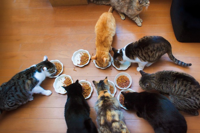 みんなでご飯を食べる猫たち