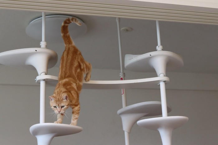 キャットタワーから降りる猫