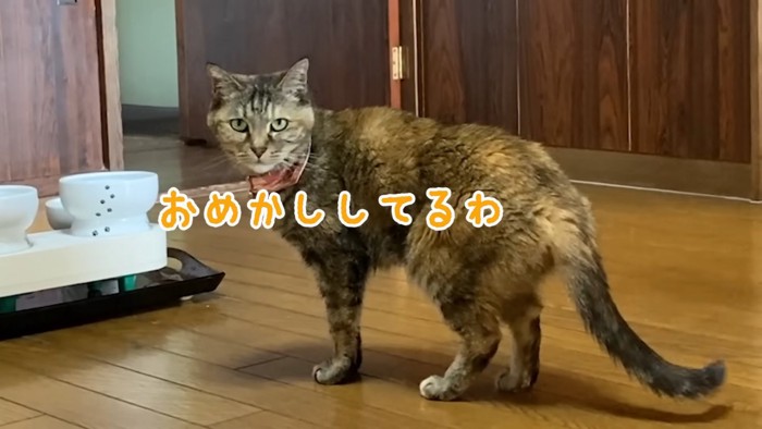 振り向く猫