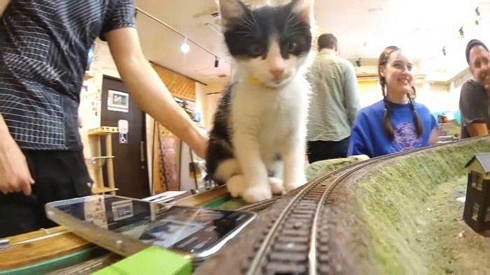 鉄道模型の線路のそばに座る子猫