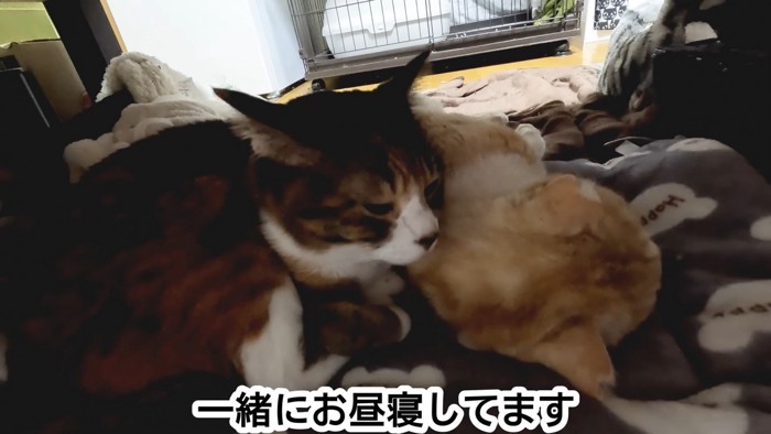 後輩猫と一緒に眠る美雨ちゃん