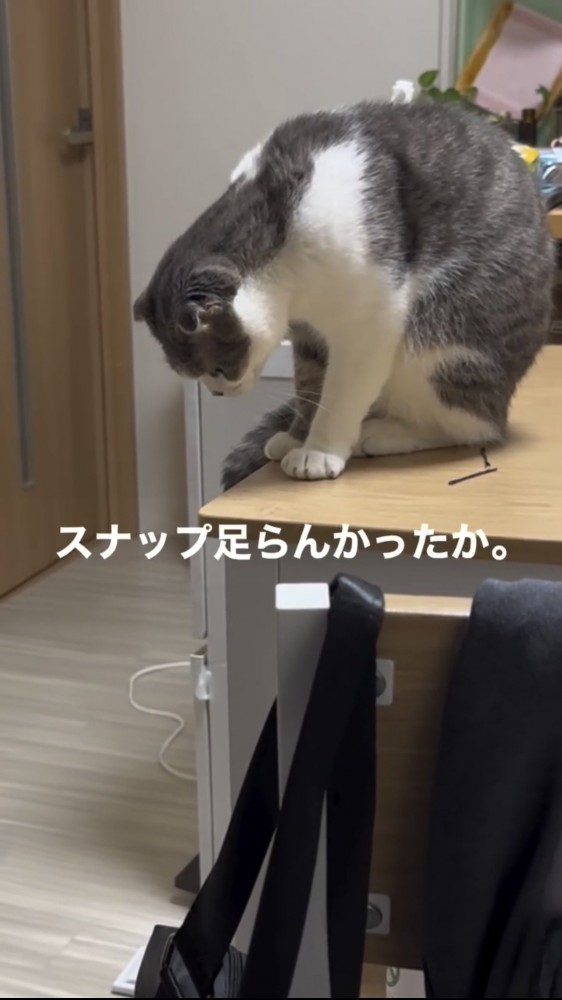 机の上で遊ぶ猫