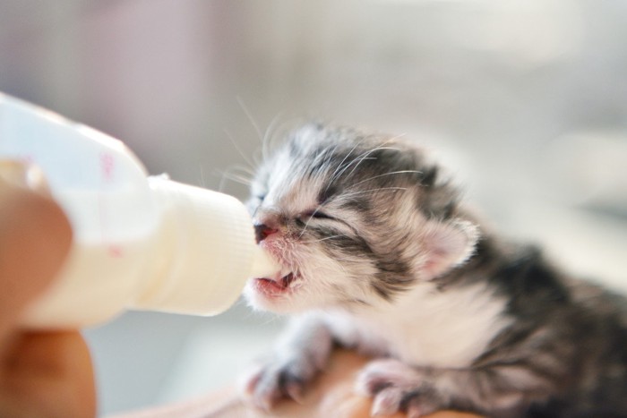 ミルク中の子猫