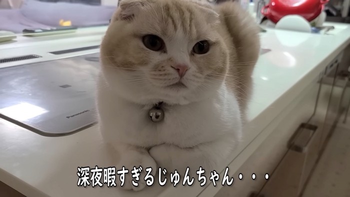 キッチンにいる猫