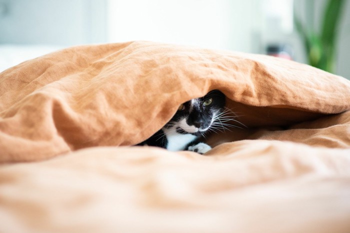 毛布の下に隠れる猫